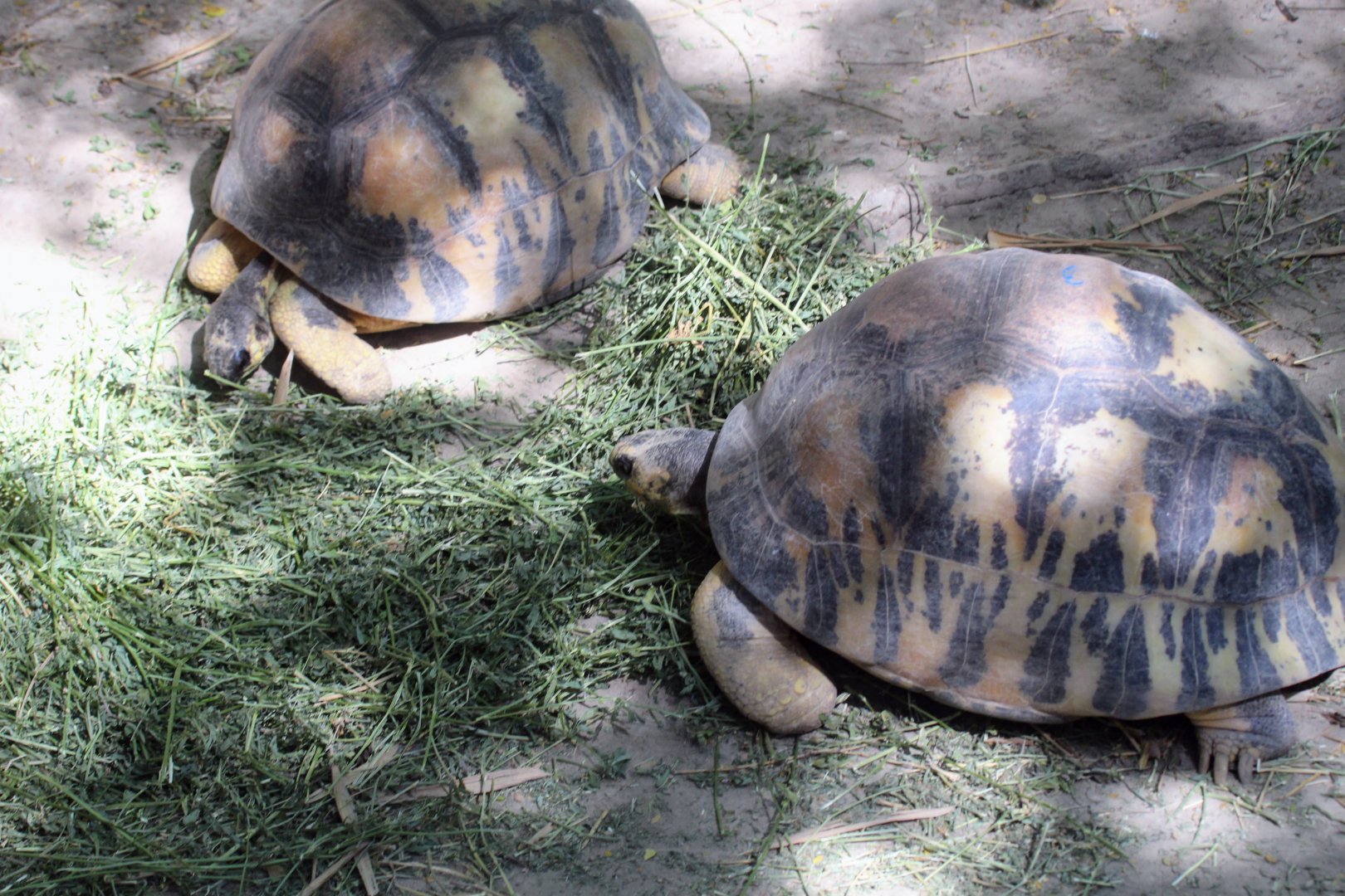 Radiated Tortoise