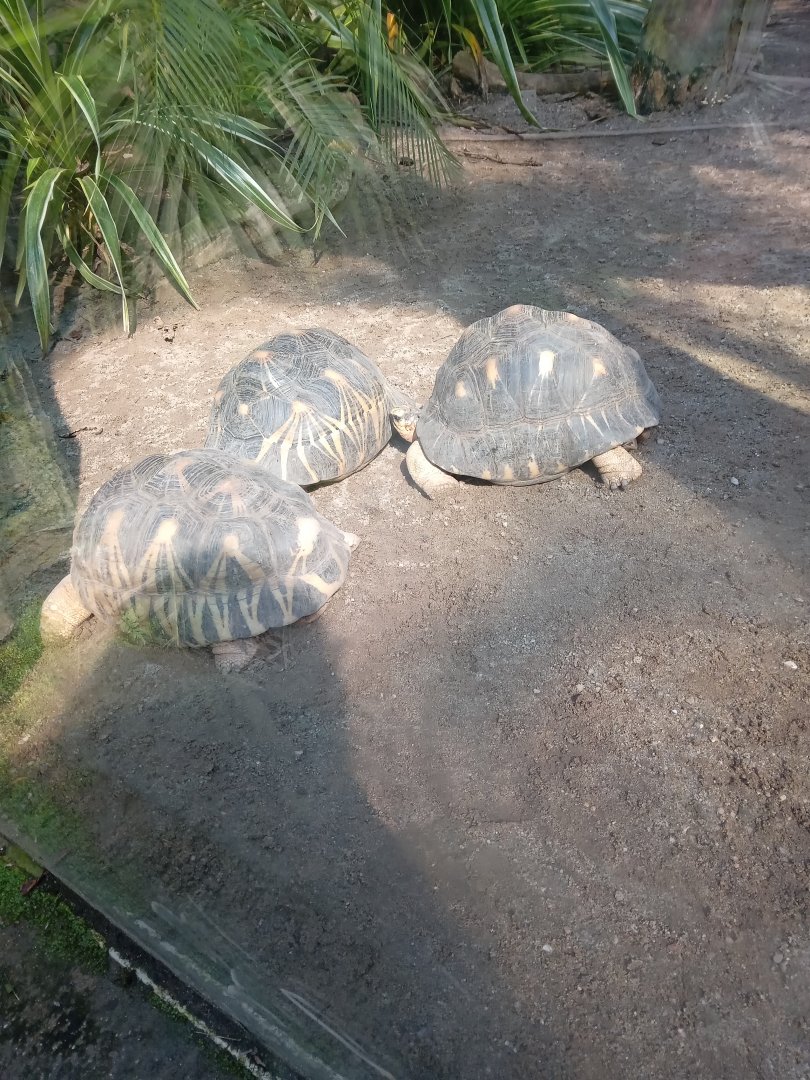 Radiated Tortoise