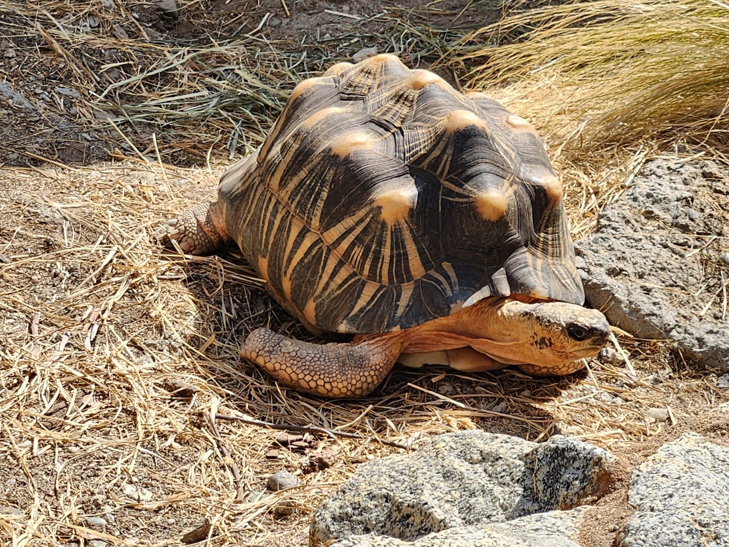 Radiated tortoise