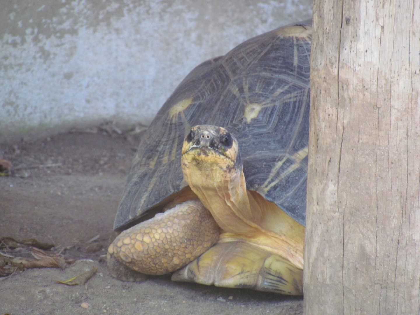 Radiated Tortoise