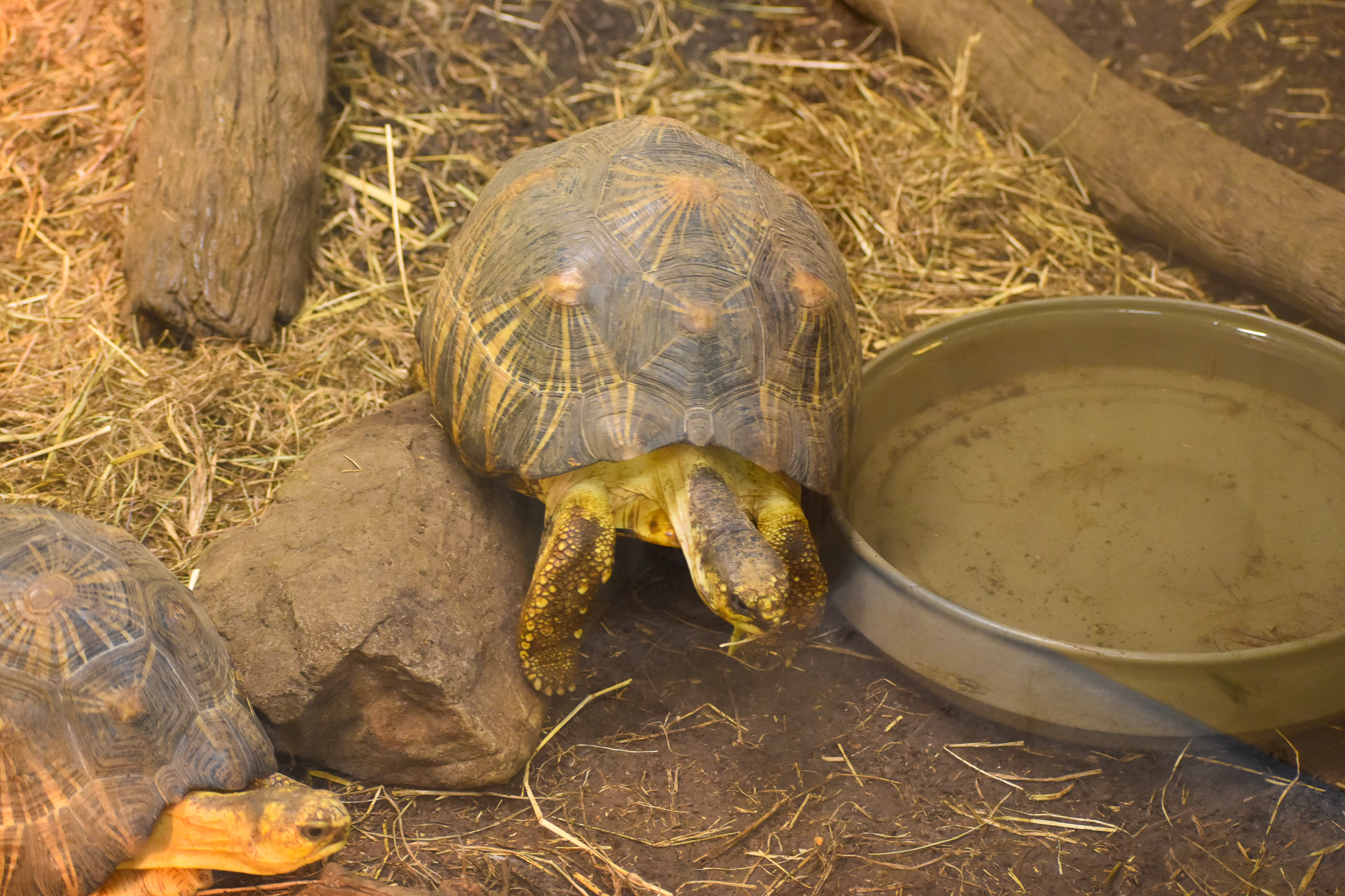 Radiated Tortoise