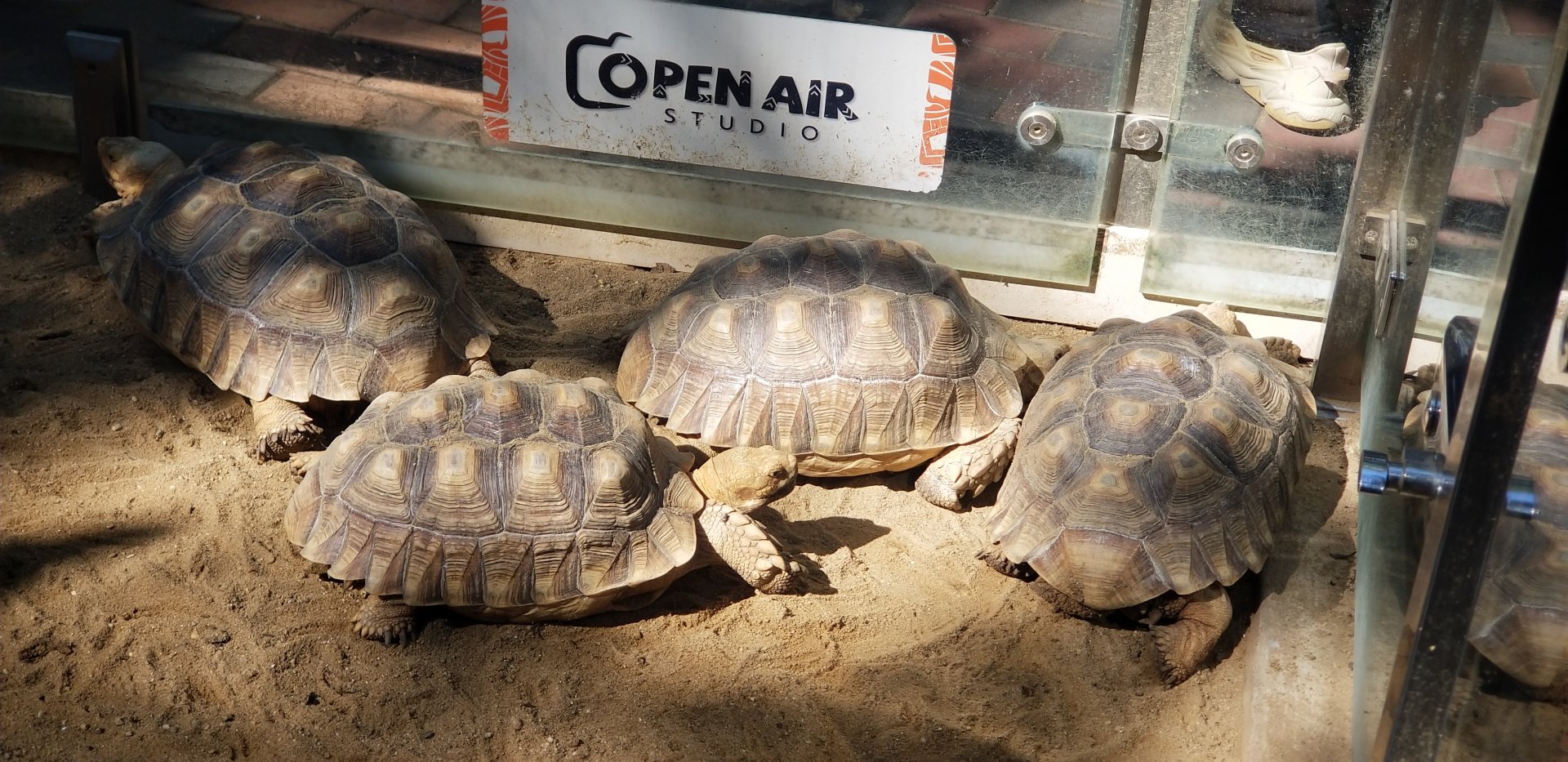 Radiated Tortoise