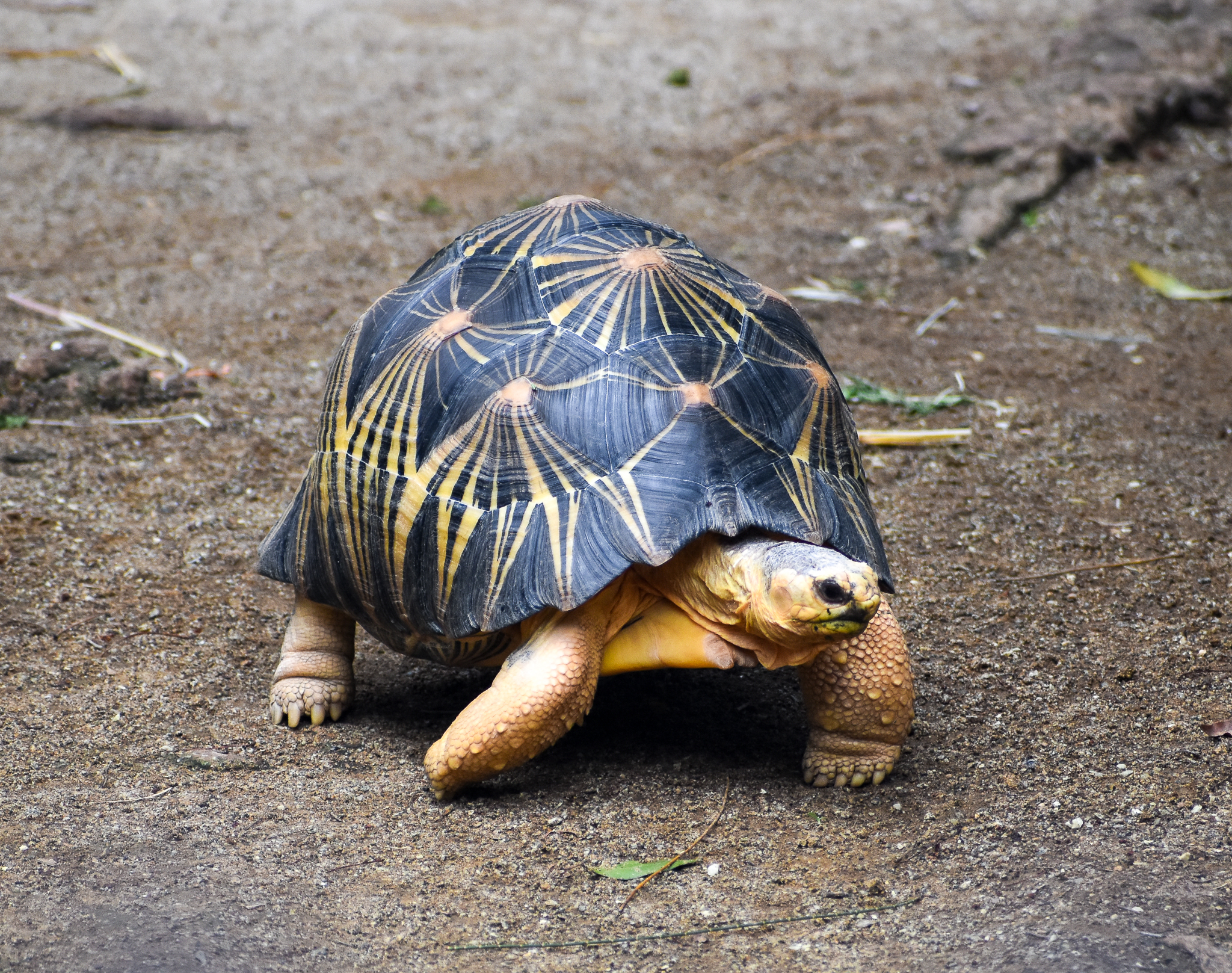 Radiated Tortoise