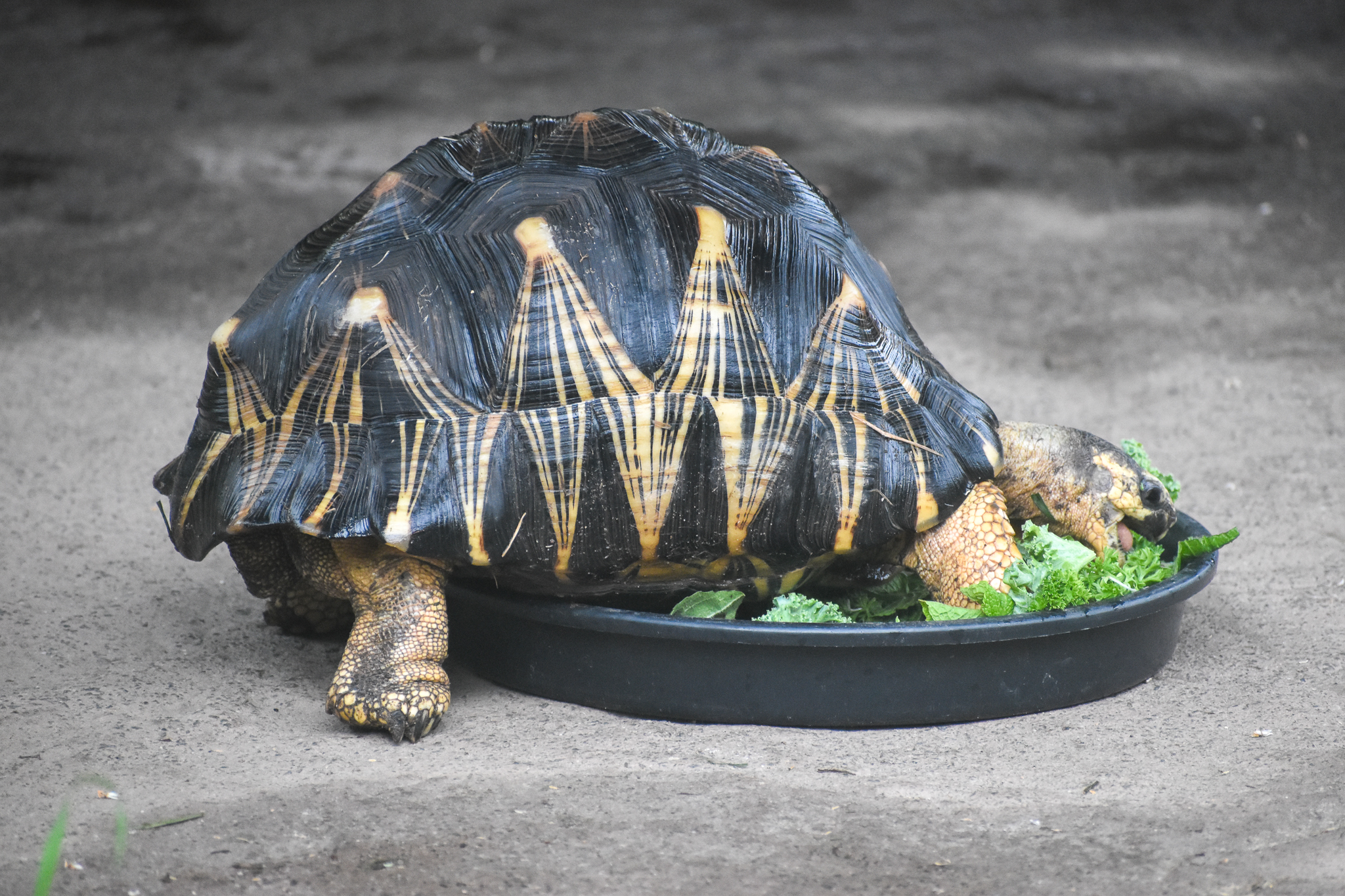 Radiated Tortoise