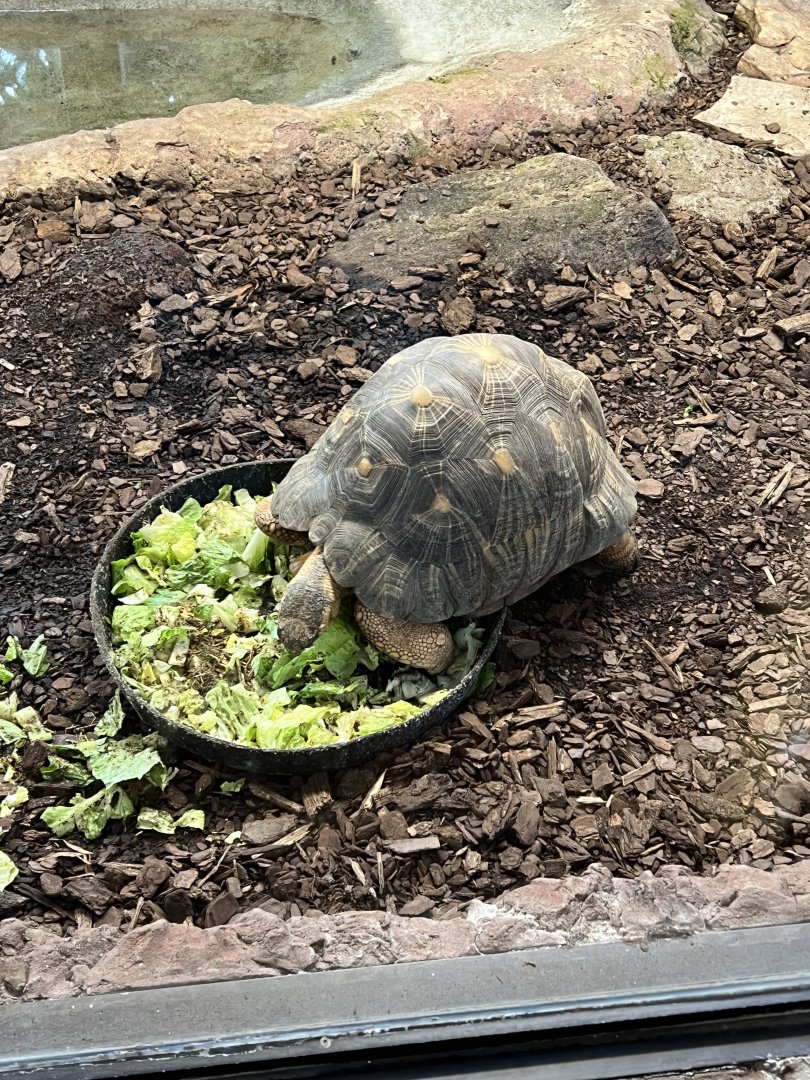Radiated Tortoise