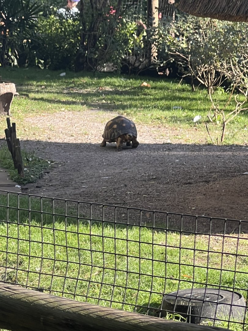 Radiated Tortoise