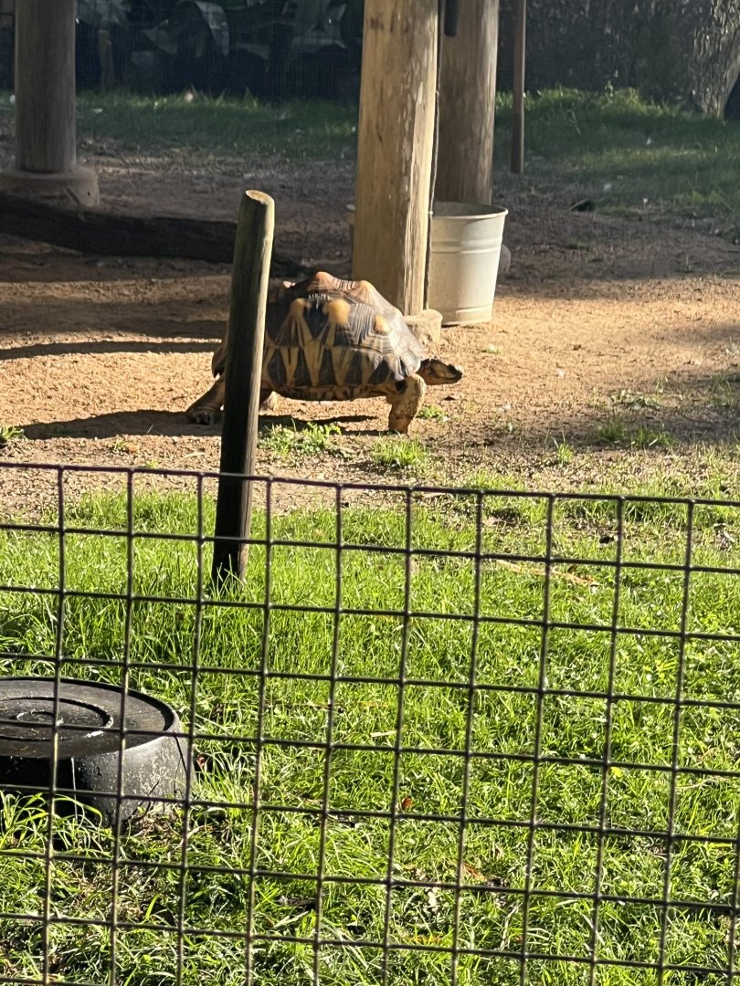 Radiated Tortoise