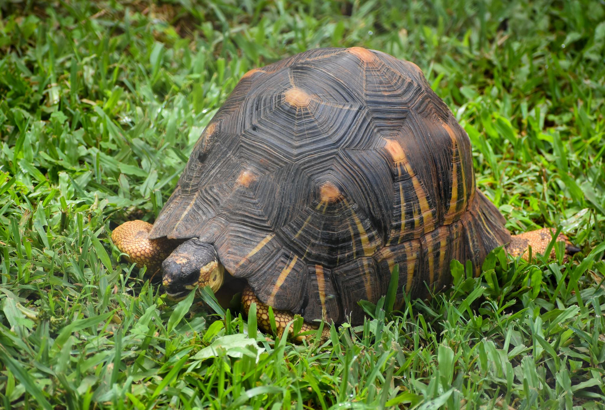 Radiated Tortoise