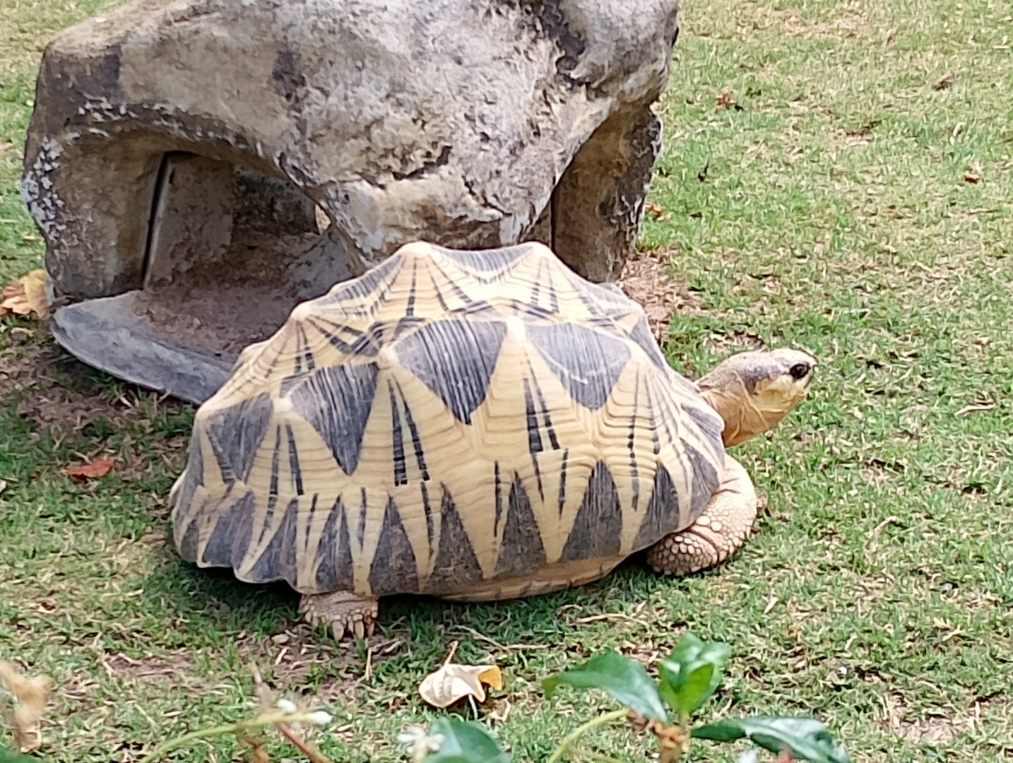 Radiated tortoise