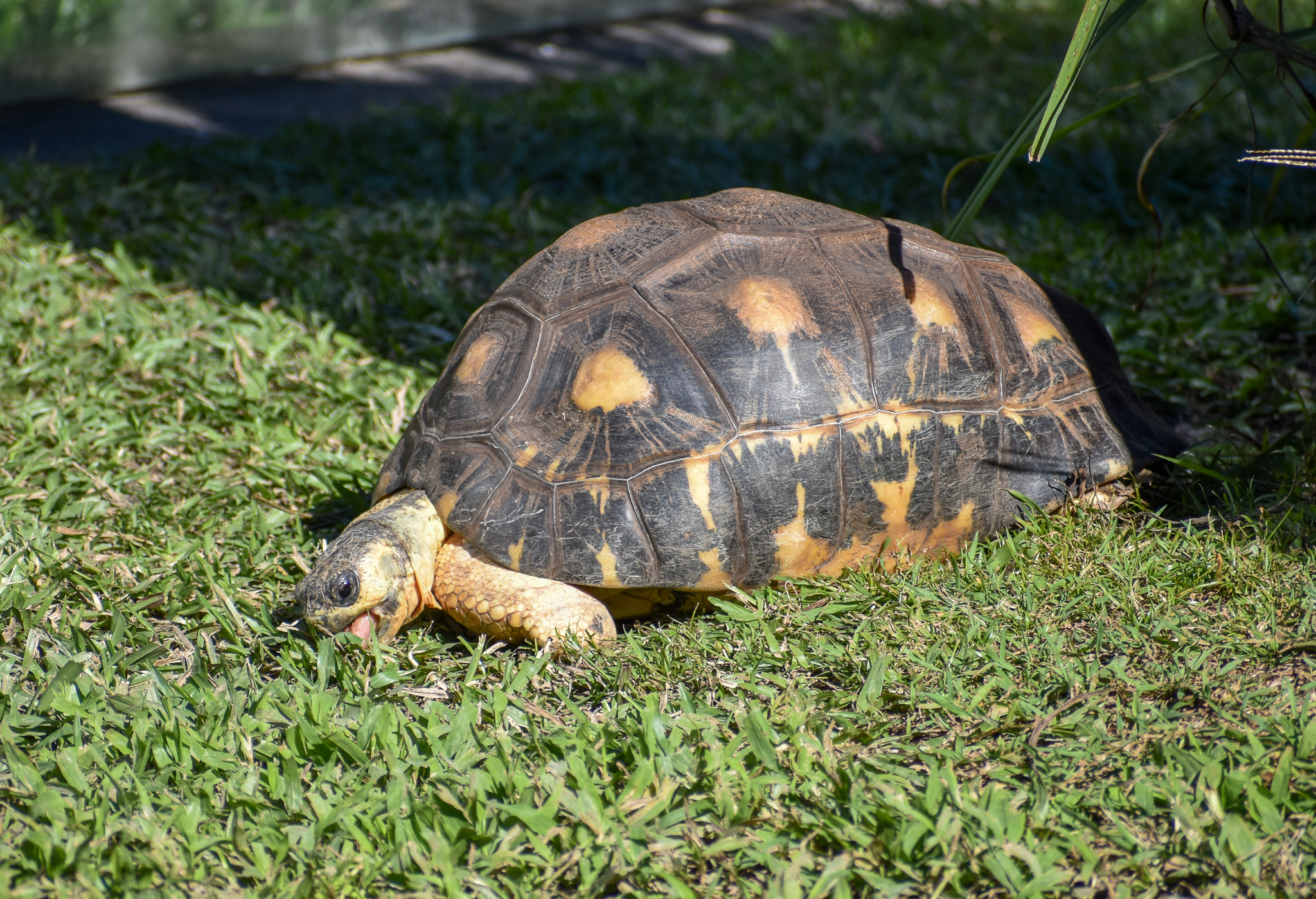 Radiated Tortoise