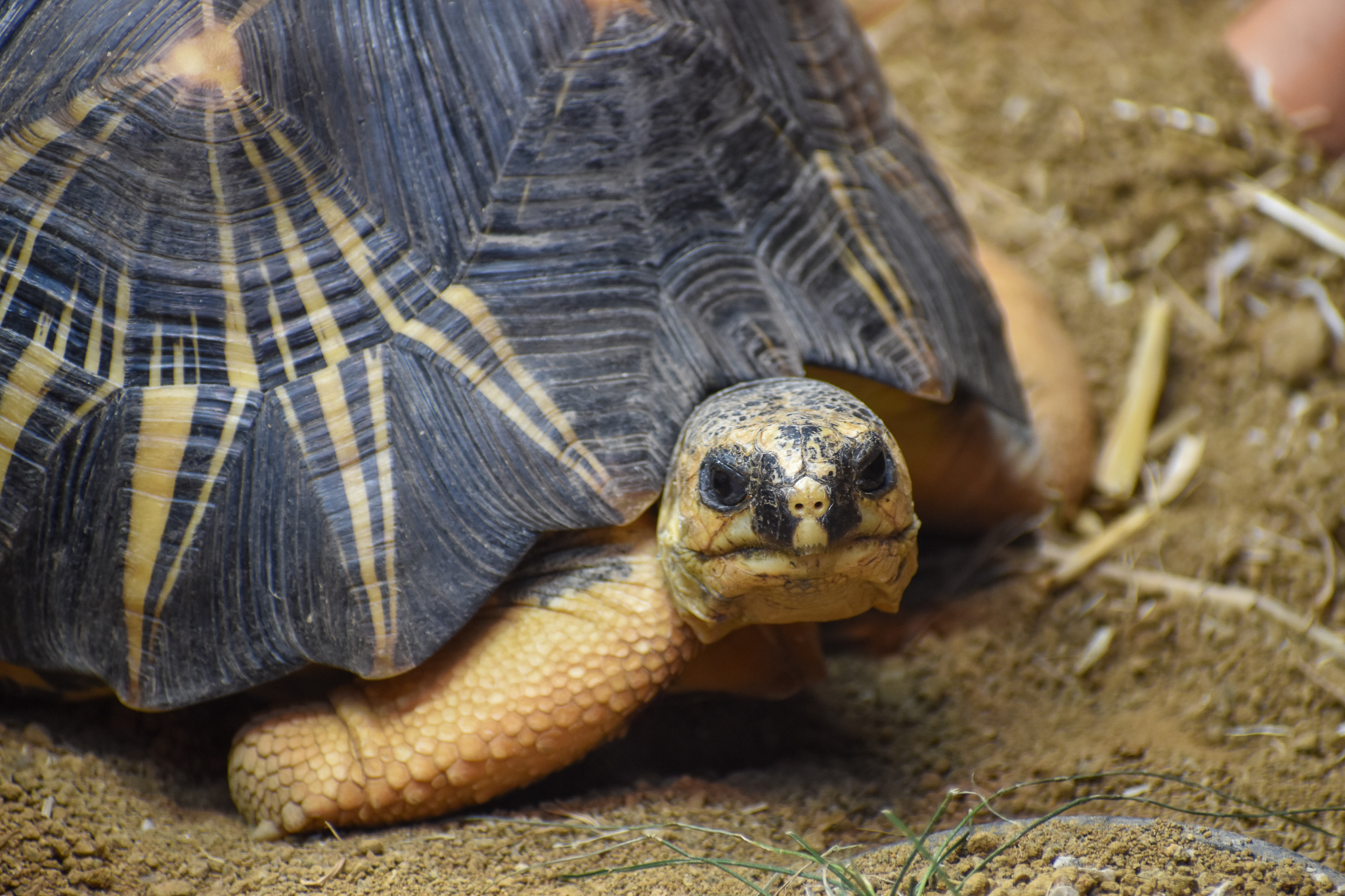 Radiated Tortoise