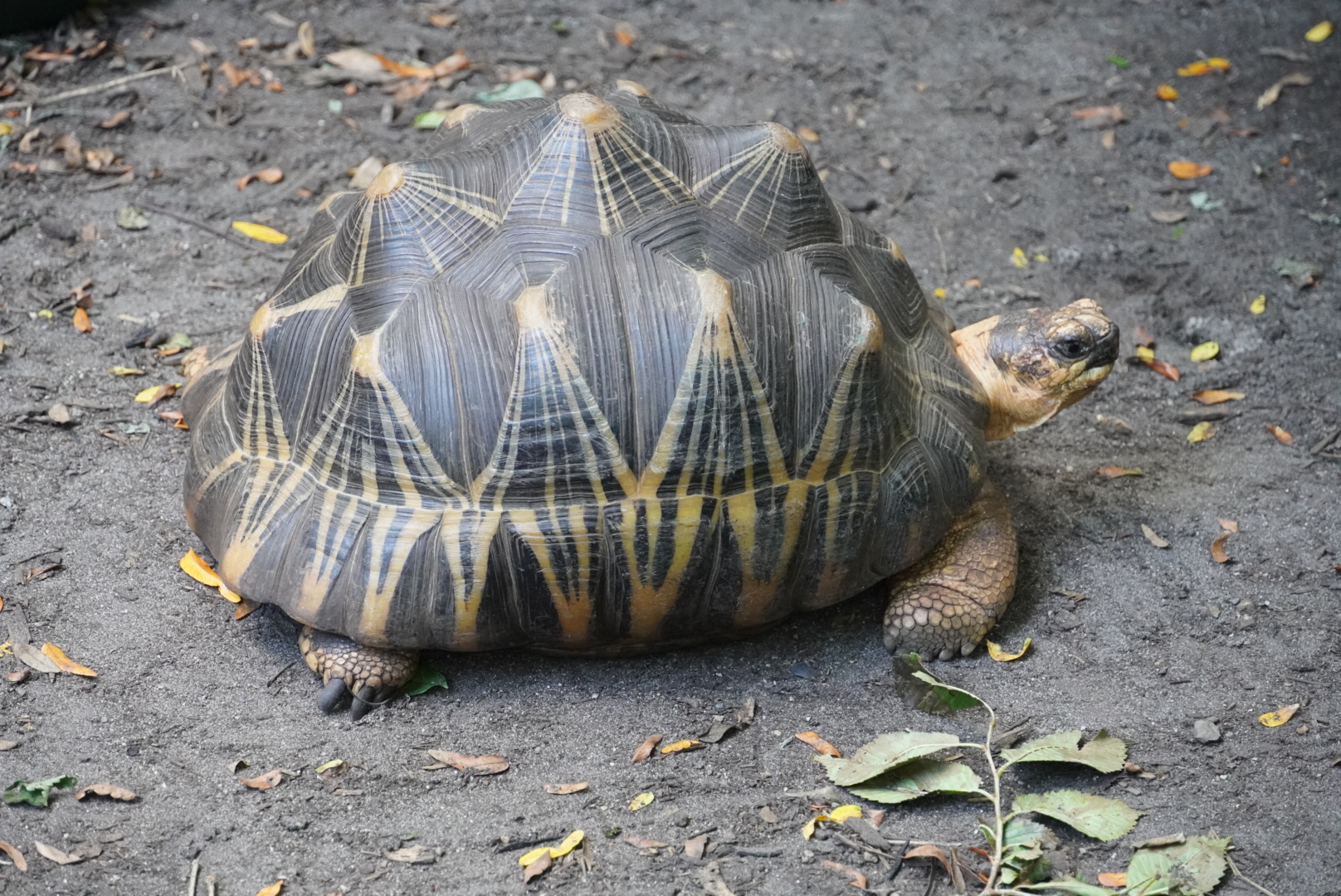 Radiated Tortoise