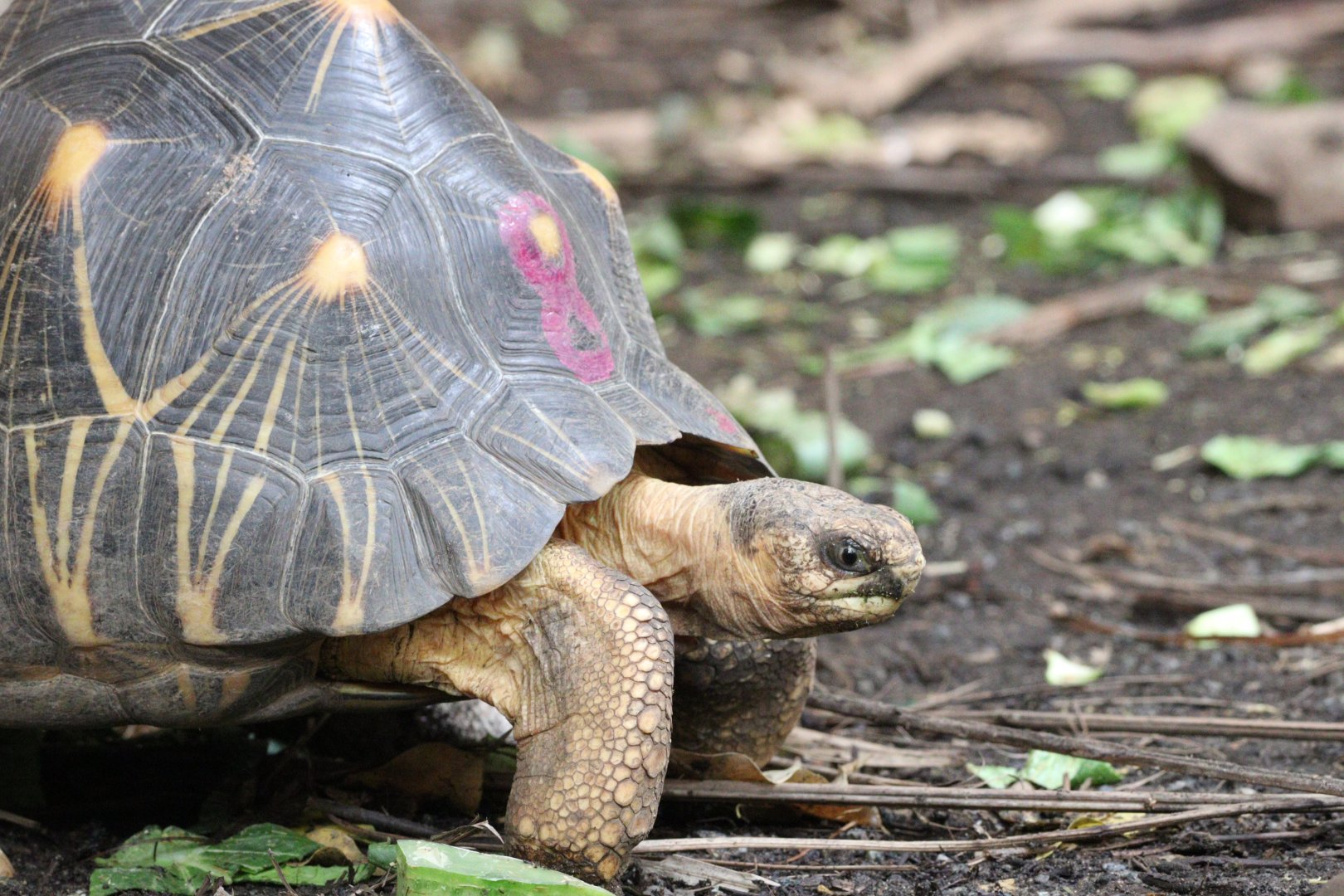 Radiated Tortoise
