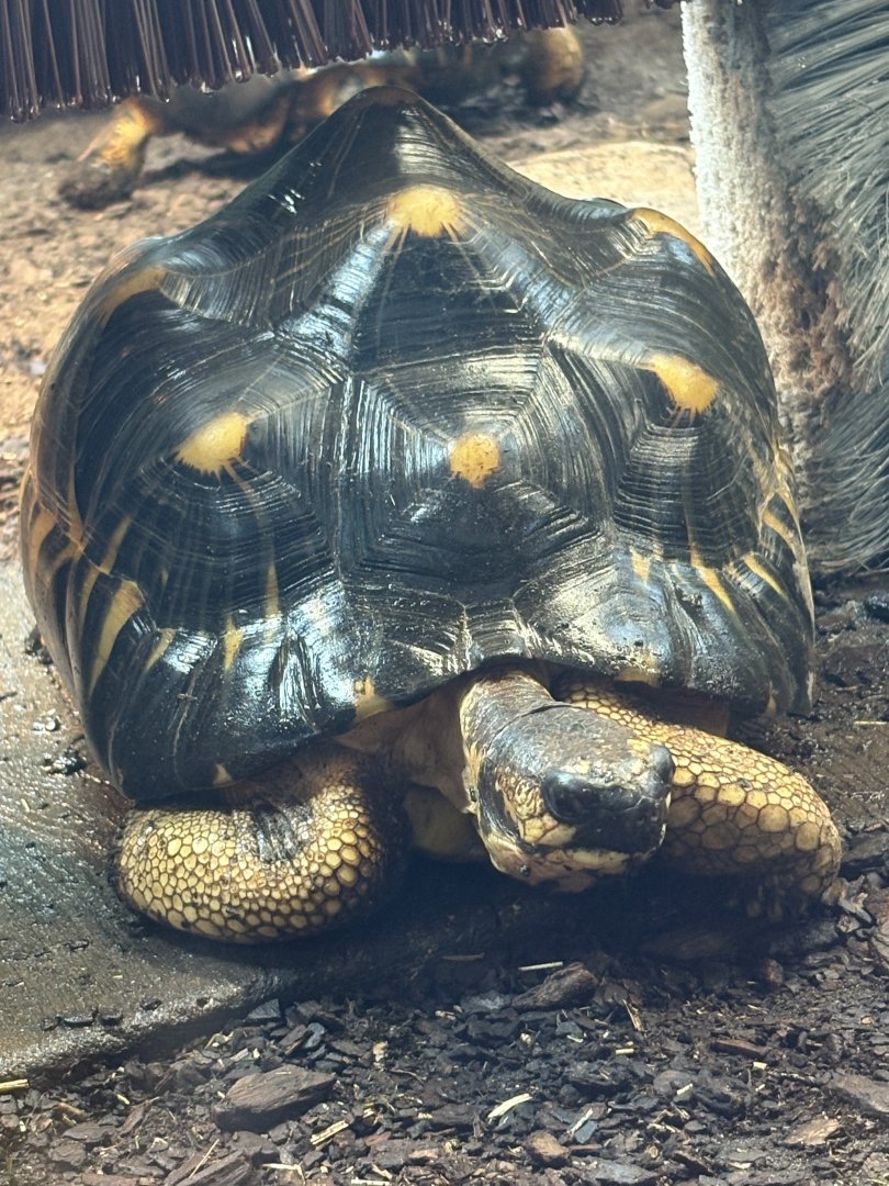 Radiated Tortoise