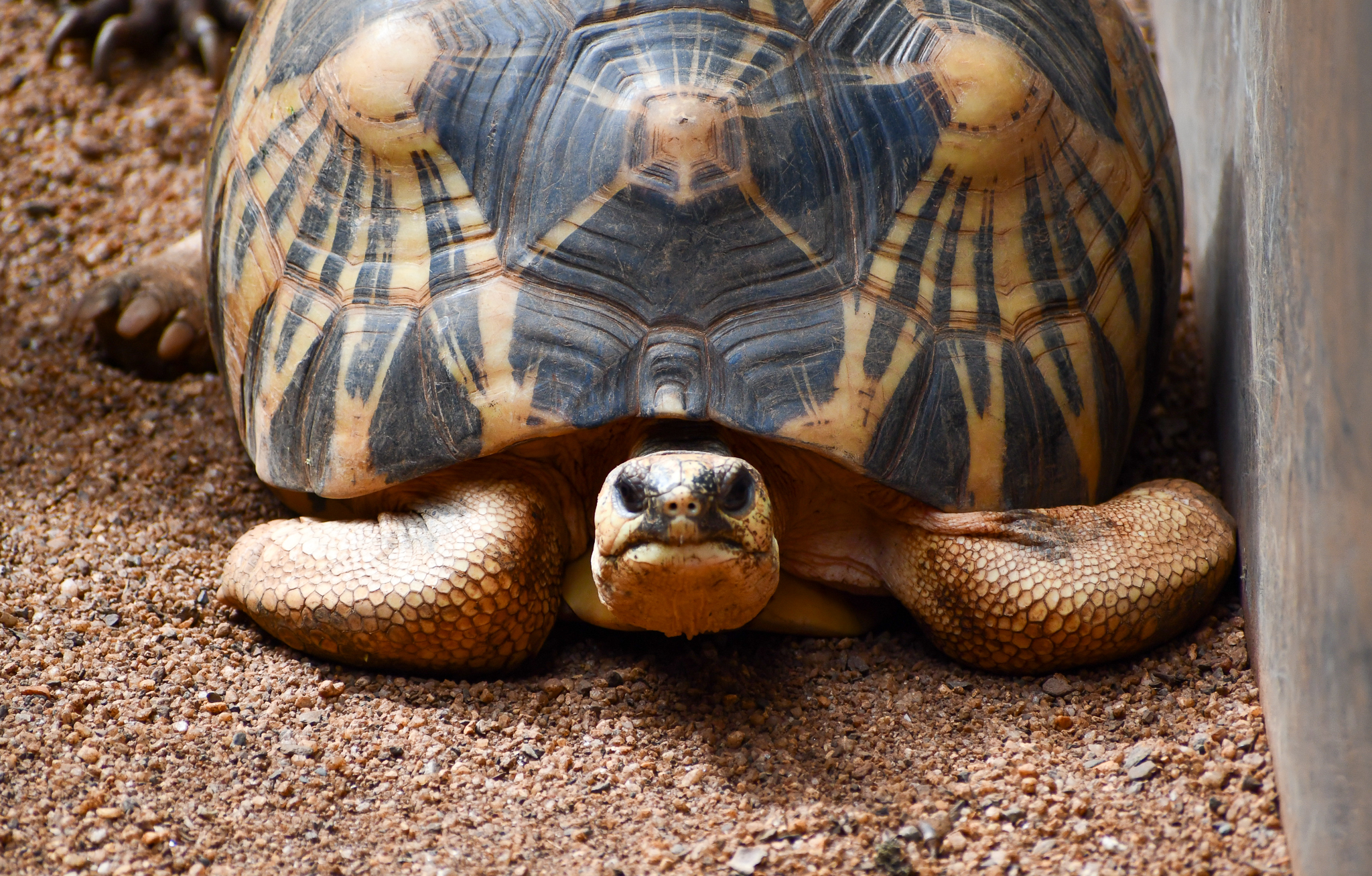 Radiated Tortoise