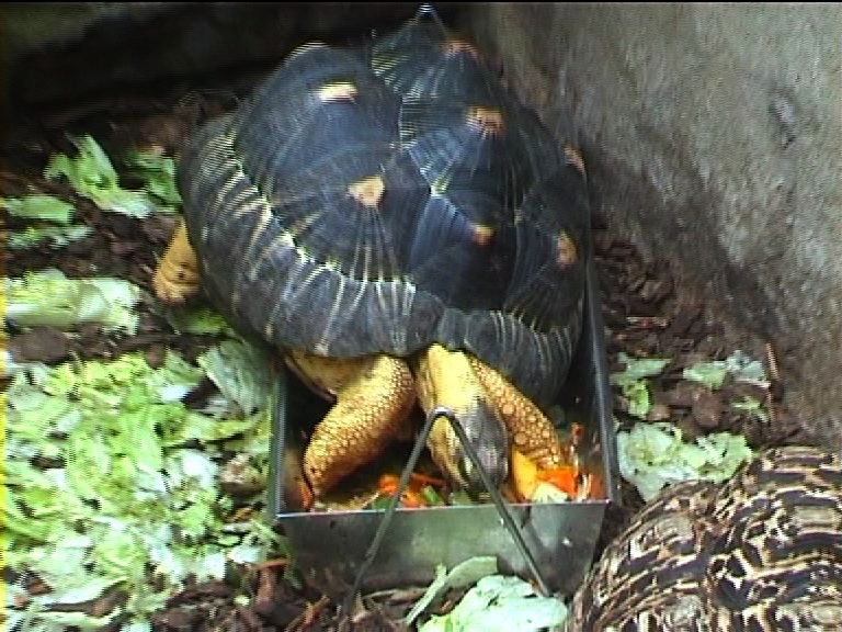 Radiated tortoise