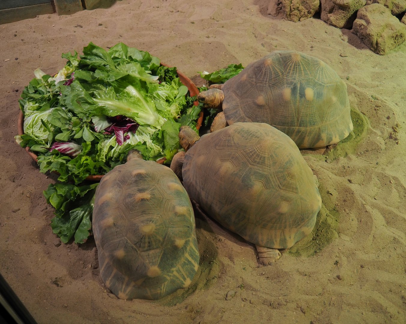 Radiated tortoises (Astrochelys radiata), 2019-10-04