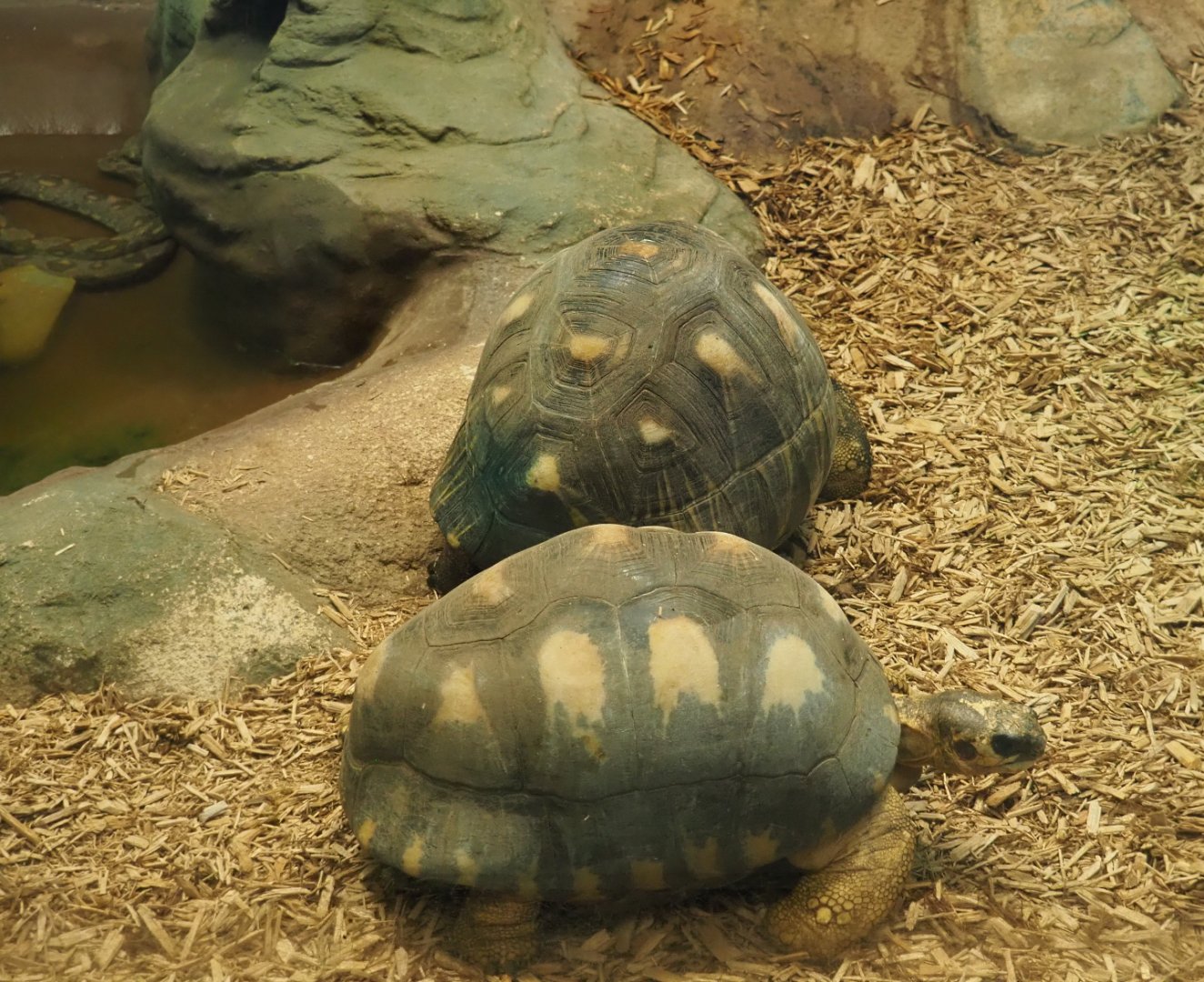 Radiated tortoises (Astrochelys radiata), 2020-05-24