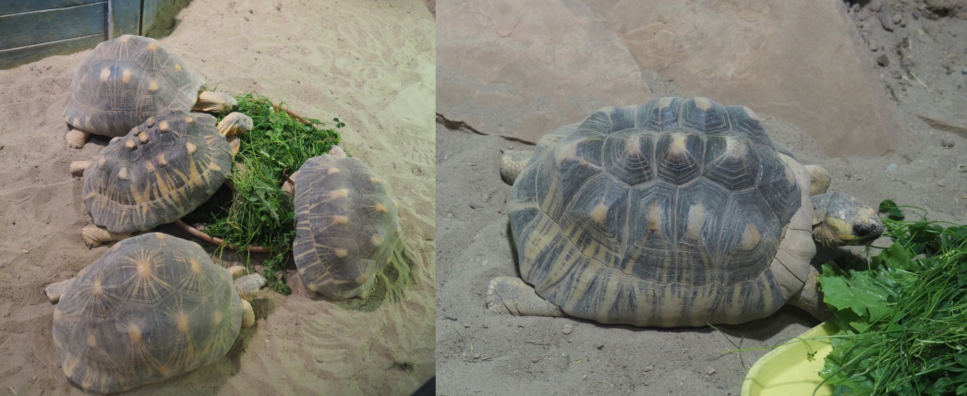 Radiated tortoises (Astrochelys radiata), 2020-09-02