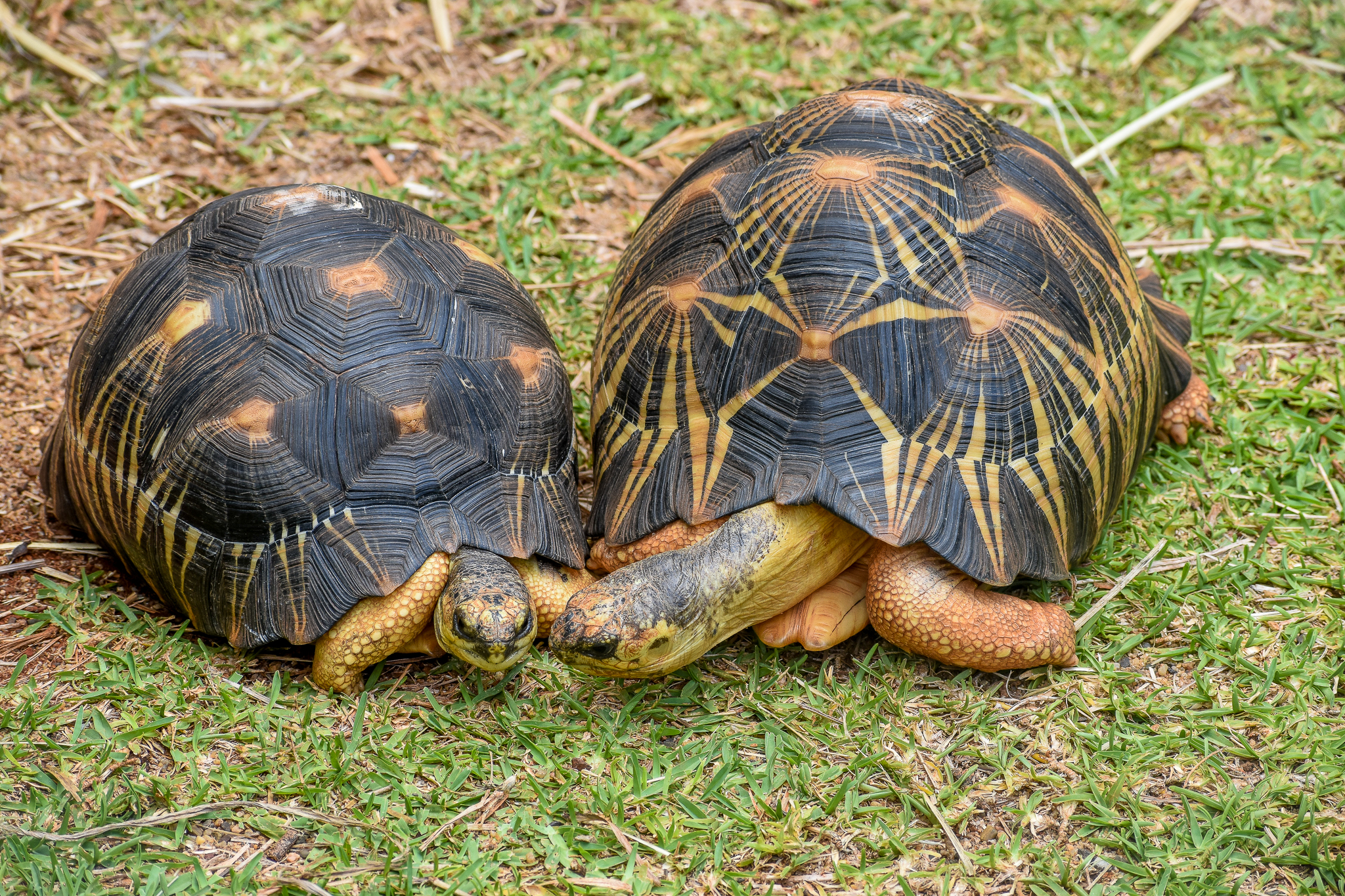 Radiated Tortoises (Astrochelys radiata)