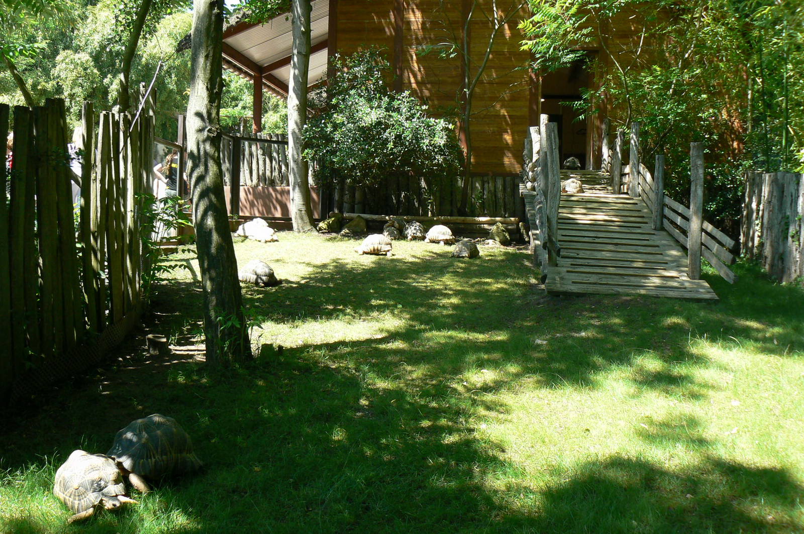 Radiated tortoises exhibit