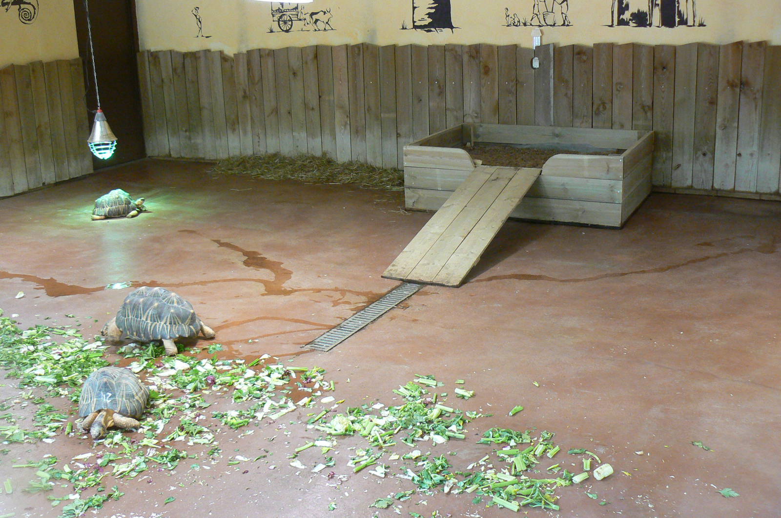 Radiated tortoises house