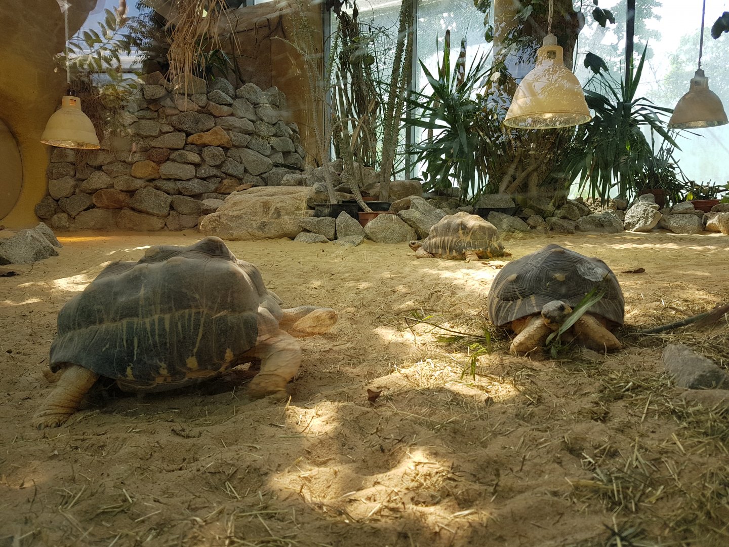 Radiated Tortoises, Jungle World