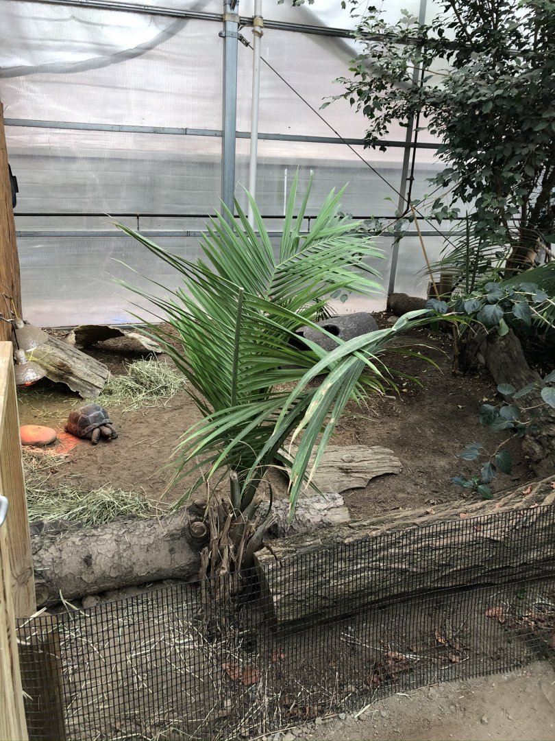 Radiated Tortoises (Winter Holding Area) - Feb, 2020