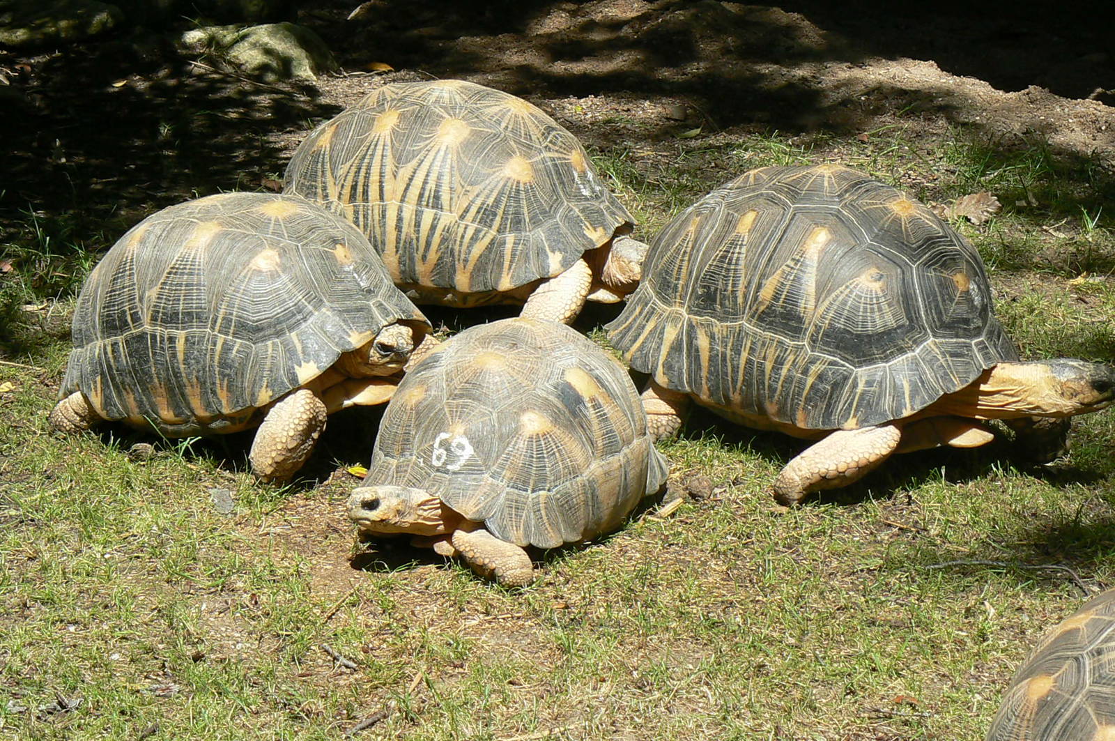 Radiated tortoises
