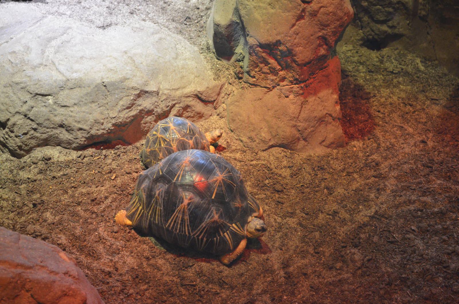 RADIATED TORTOISES