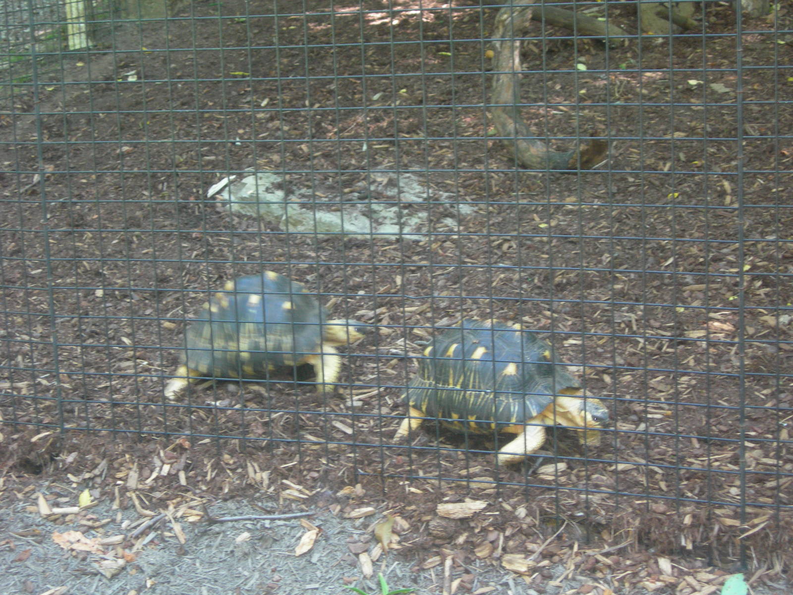 Radiated Tortoises