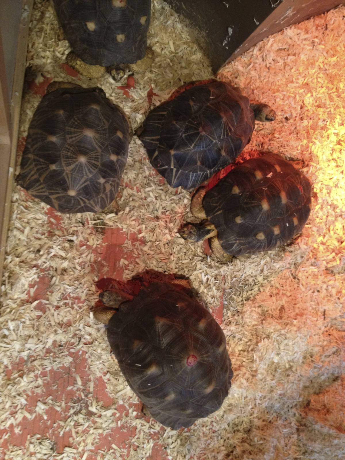 Radiated Tortoises