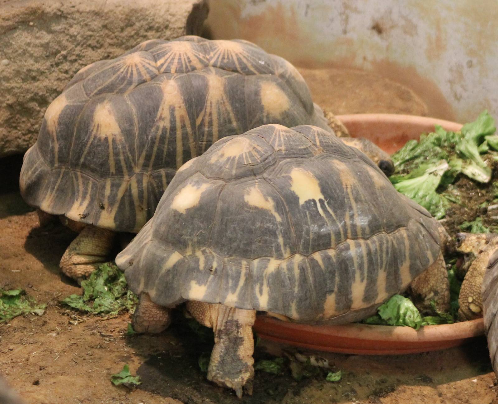 Radiated tortoises
