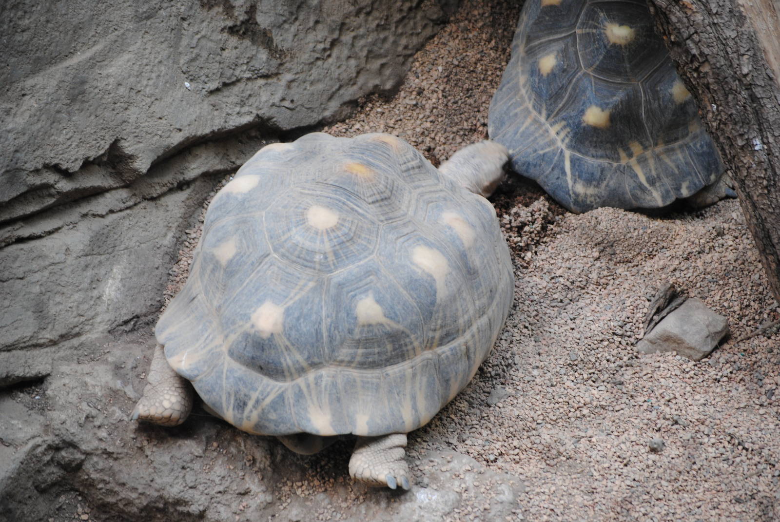 Radiated Tortoises