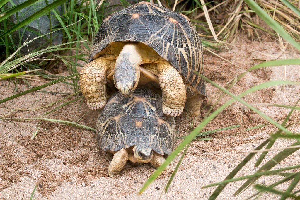 Radiated Tortoises
