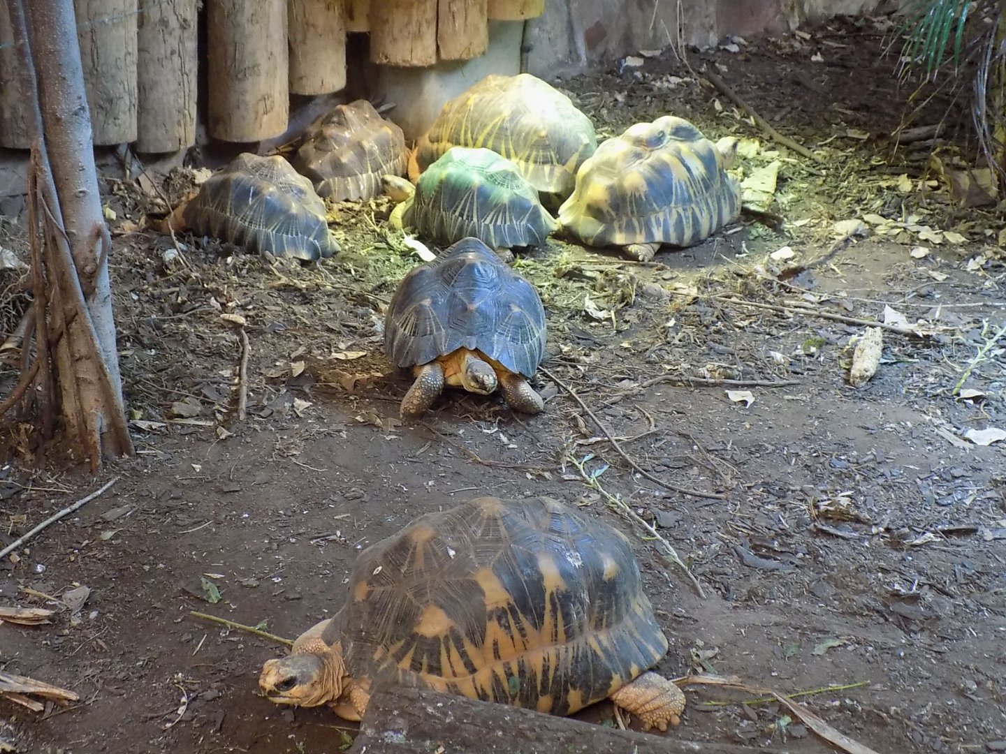 Radiated Tortoises