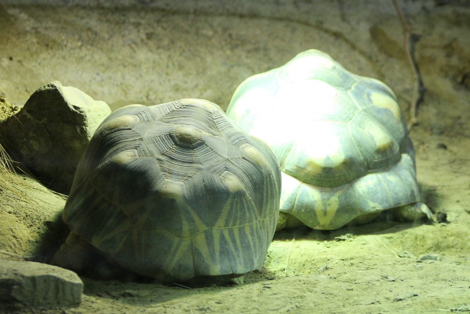 Radiated tortoises