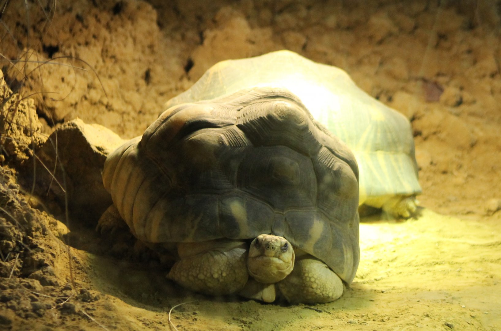 Radiated tortoises