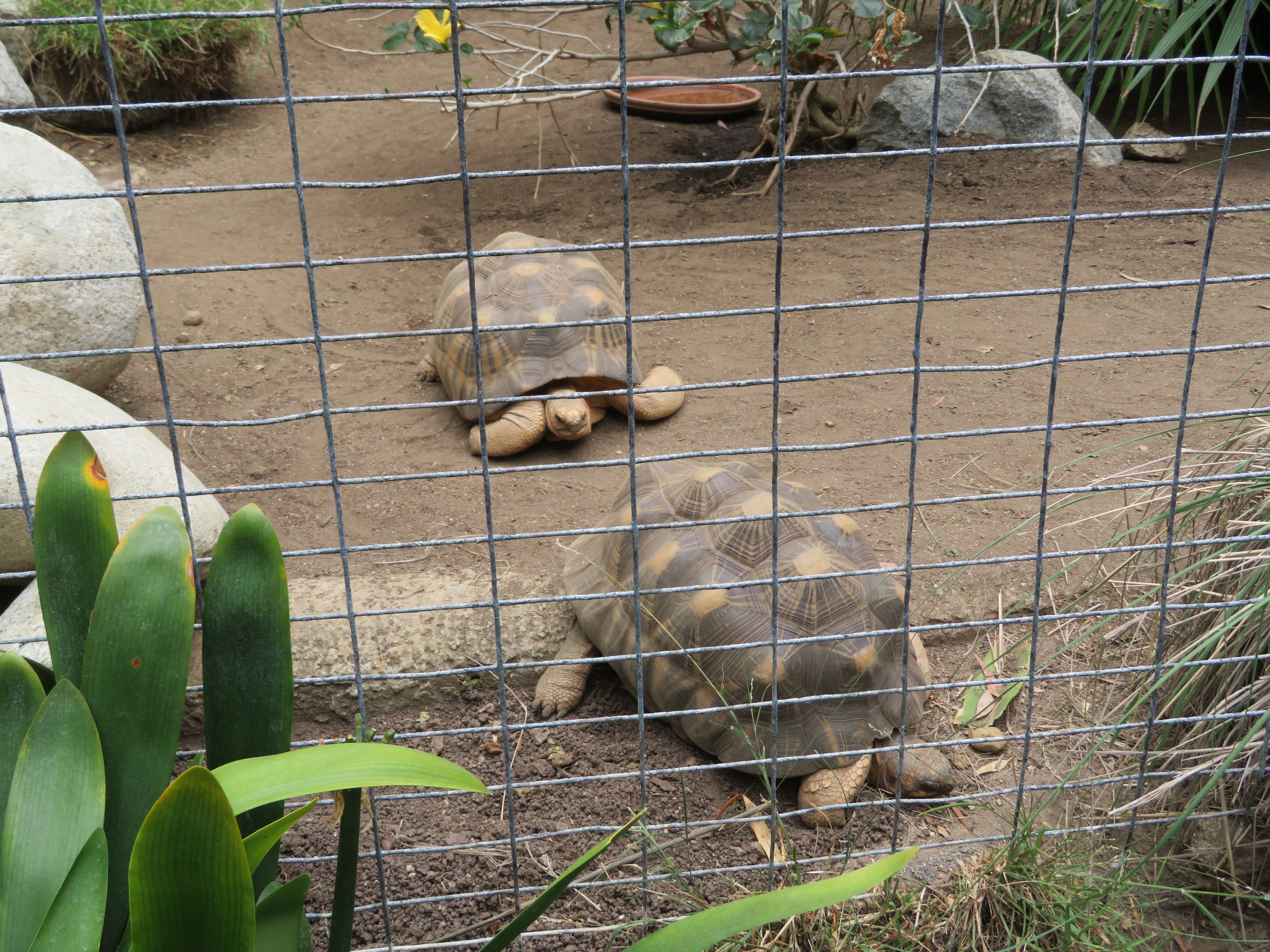 Radiated Tortoises