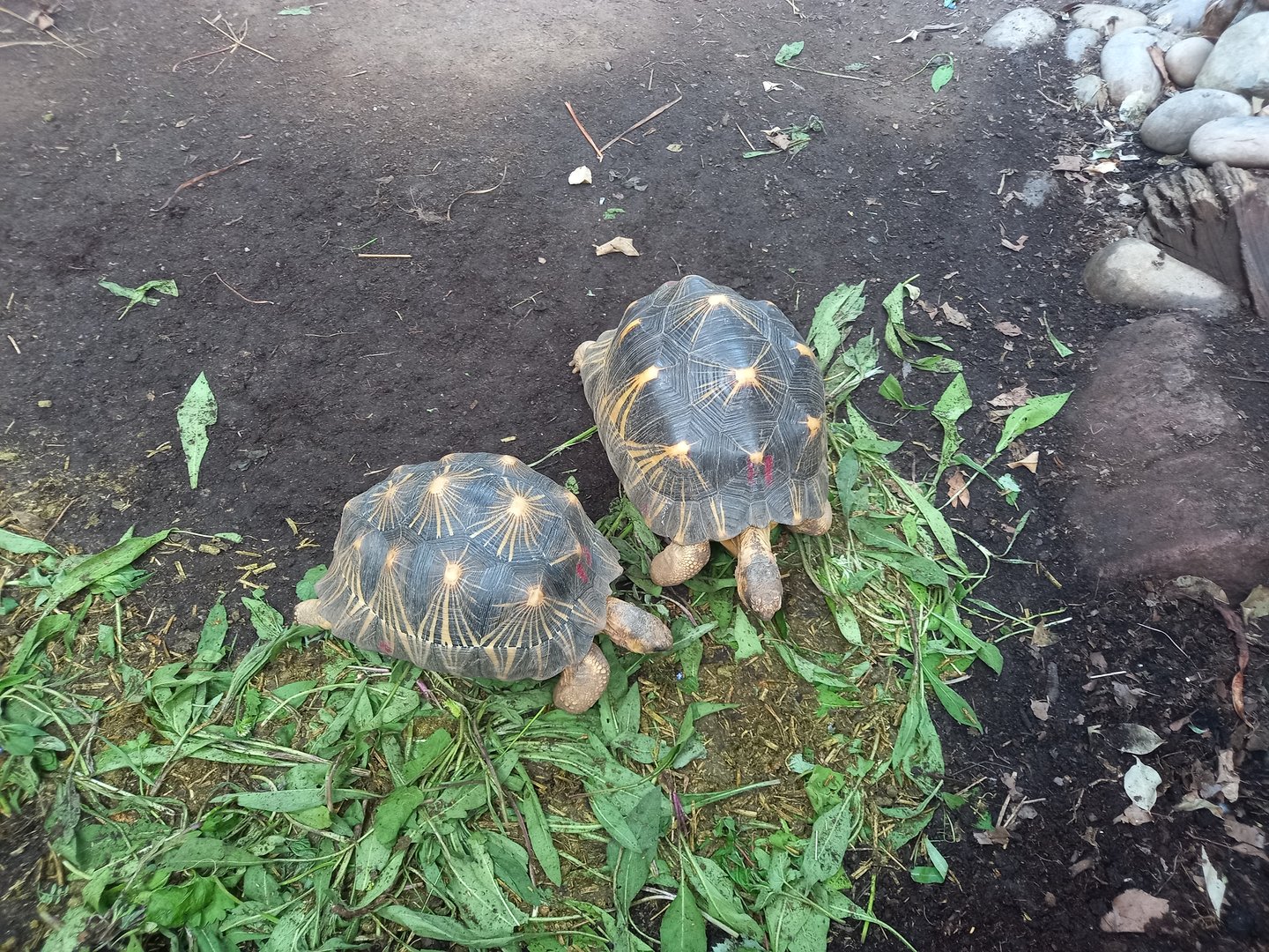 Radiated Tortoises