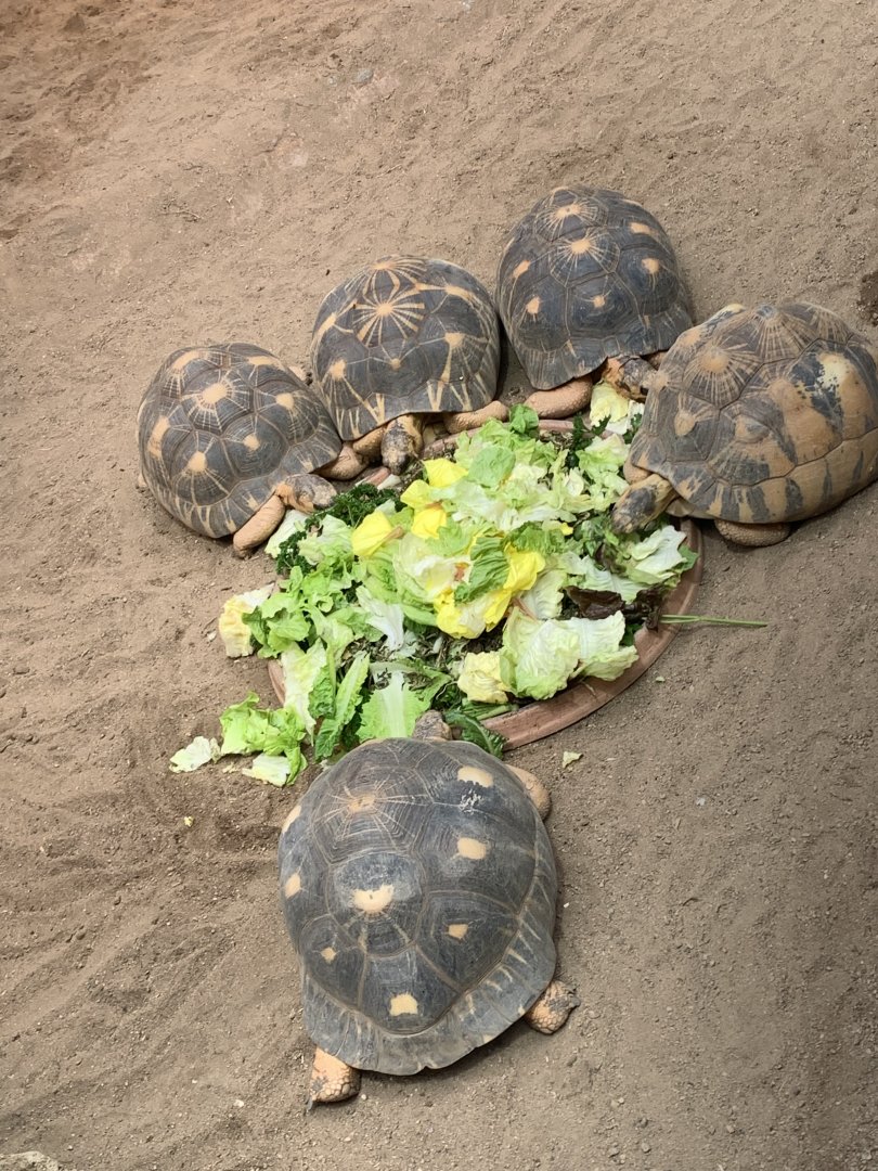 Radiated tortoises