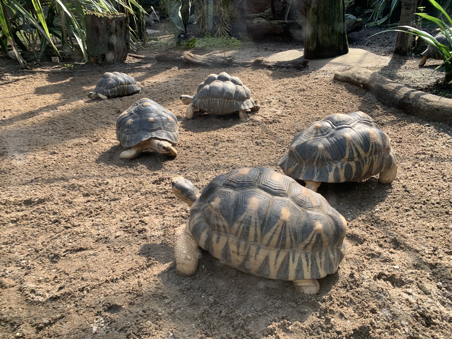 Radiated tortoises