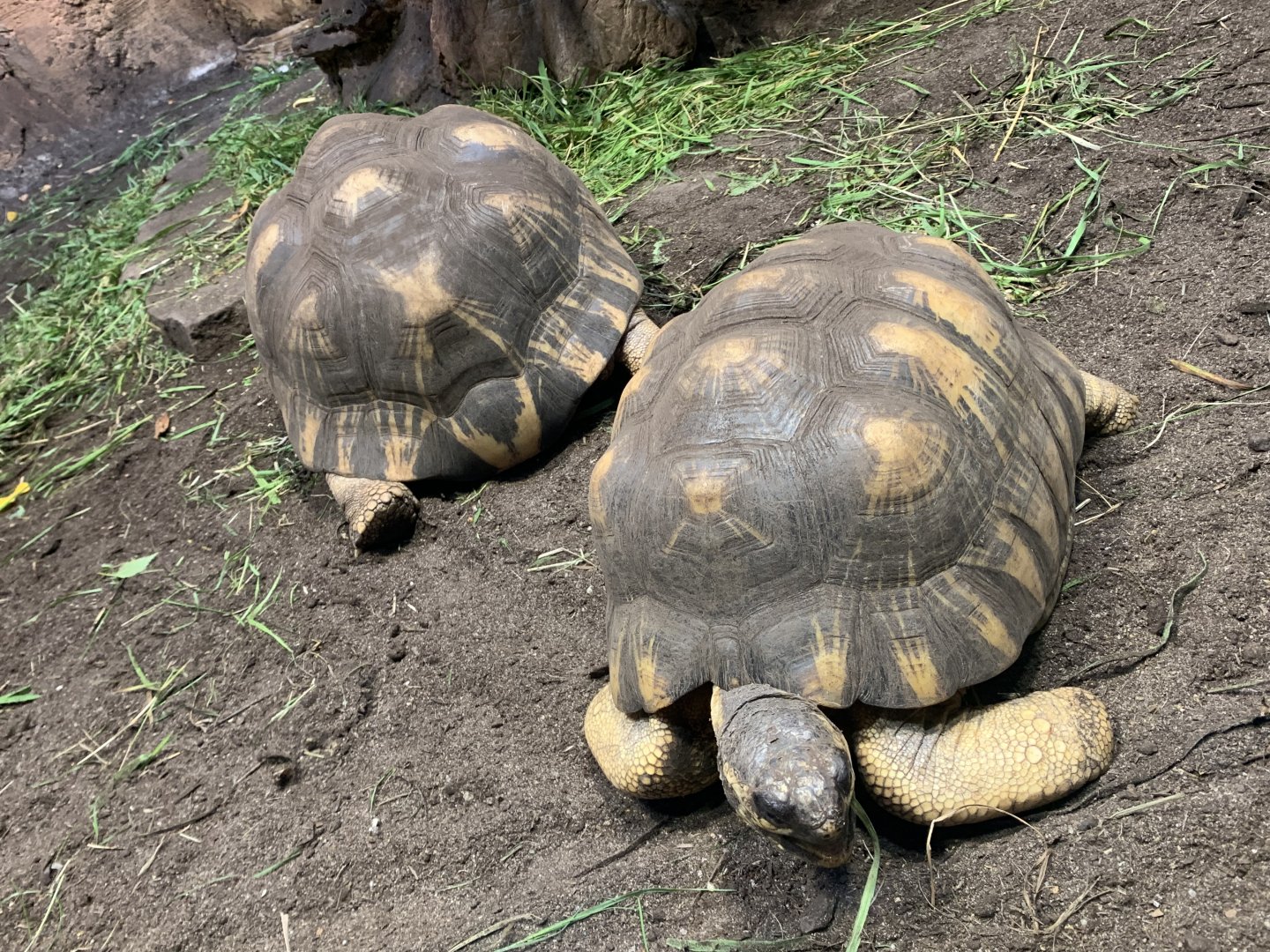 Radiated tortoises