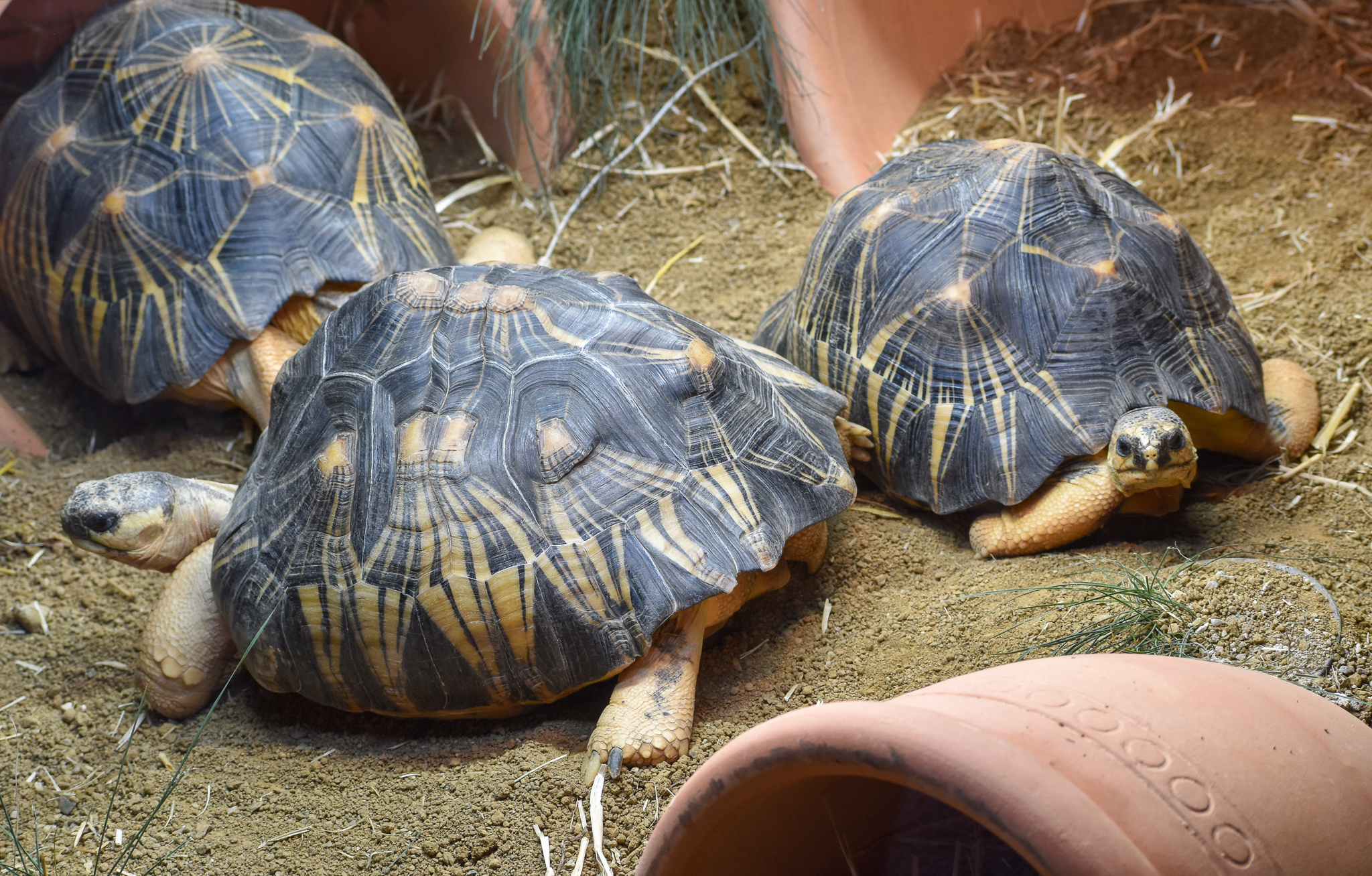 Radiated Tortoises