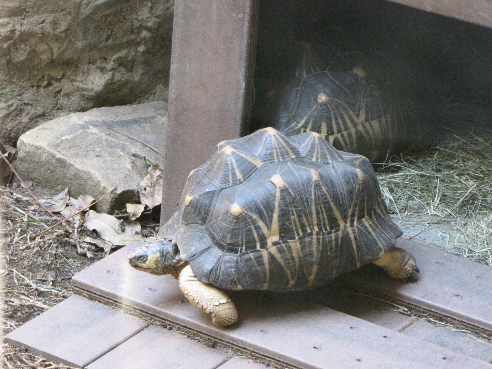 Radiated Tortoises