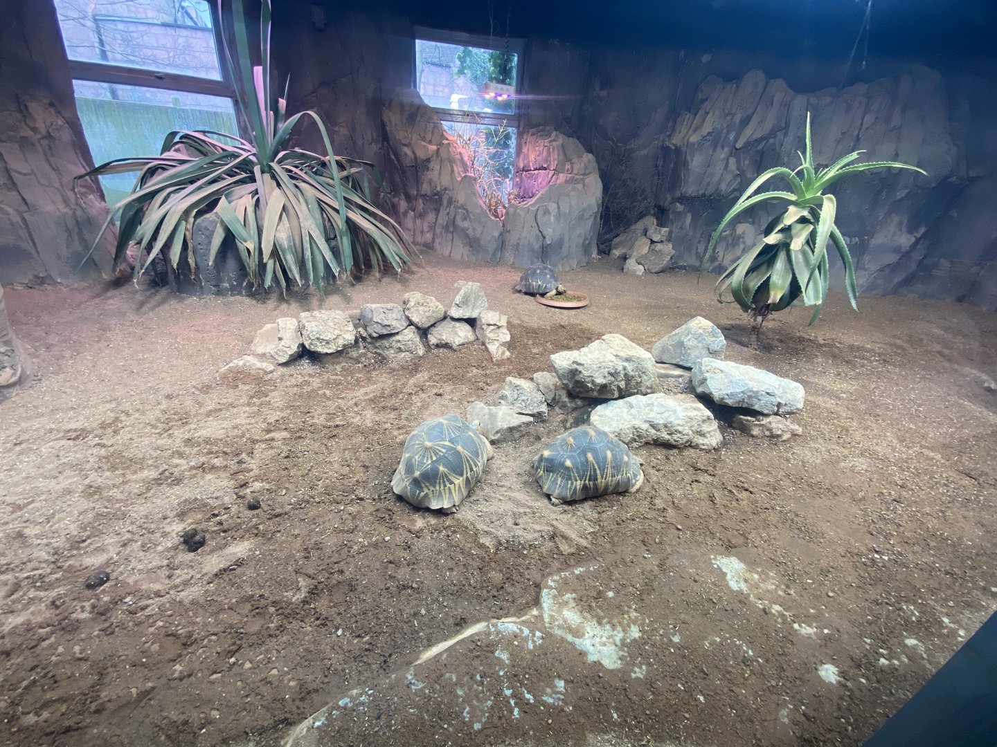 Radiated tortpise exhibit 040324