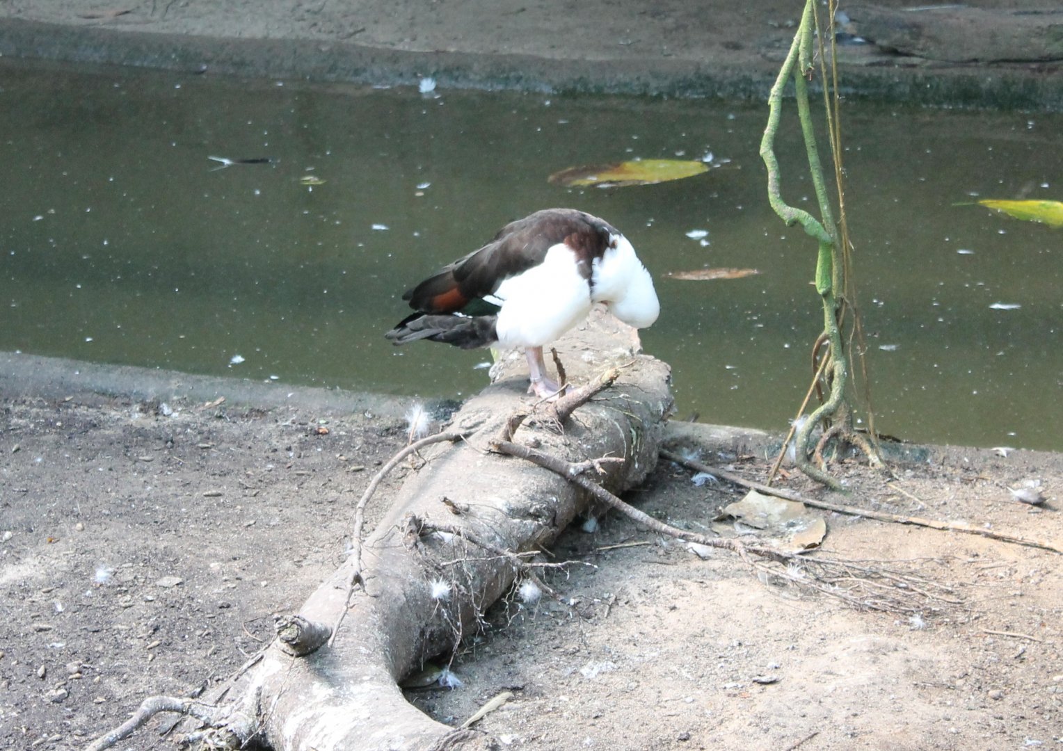 Radjah duck