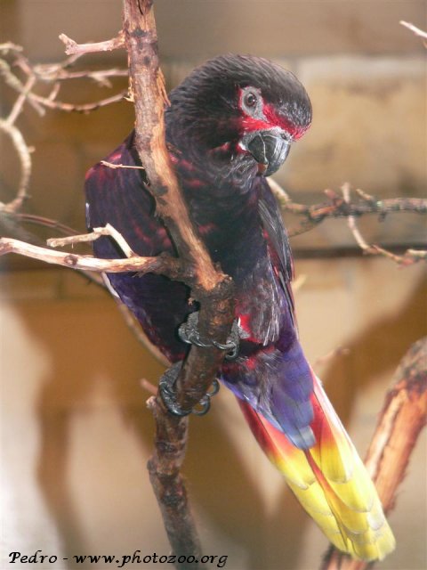 Radjah lory (Chalcopsitta atra insignis)