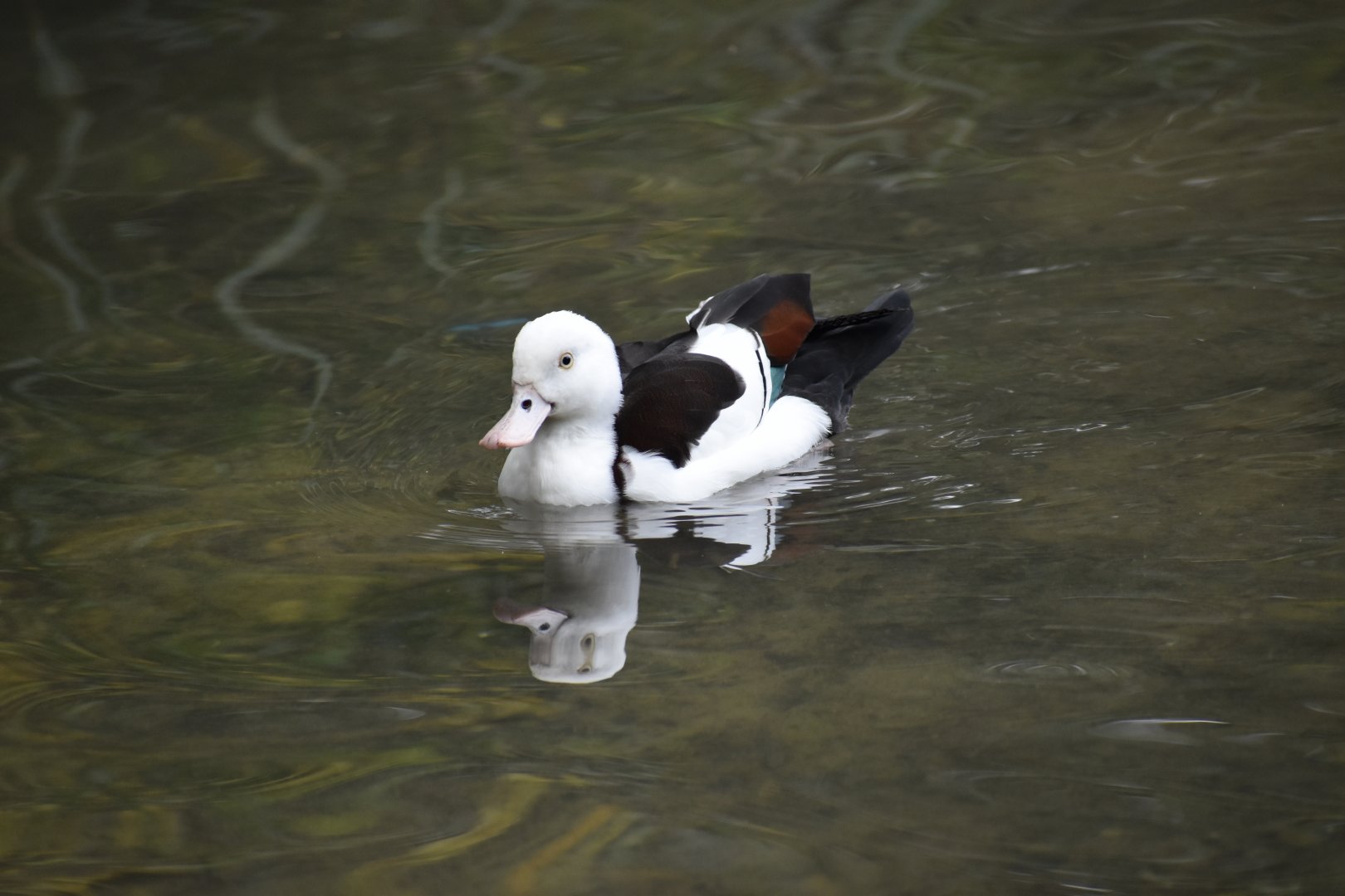 Radjah radjah - Raja Shelduck