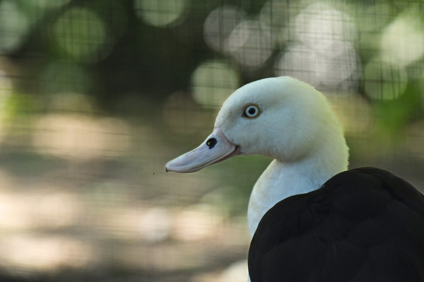 Radjah selduck (Radjah radjah)